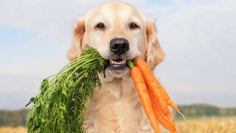 If healthy dogs consume a vegan diet, is there a role for supplements?