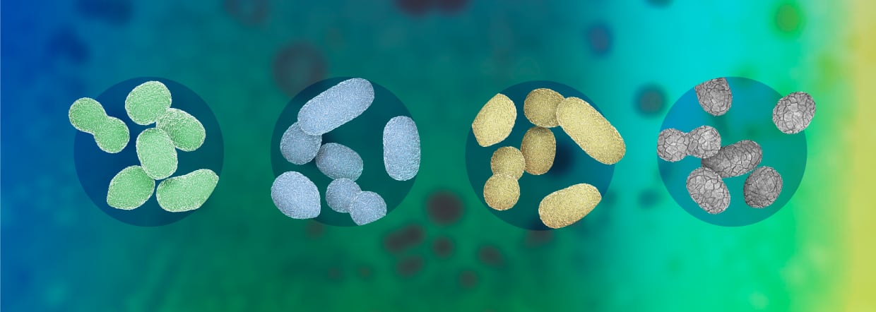 The enumeration debate: CFU vs AFU and TFU in measuring Akkermansia muciniphila