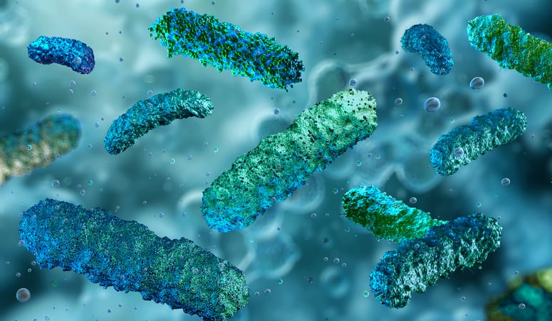 Beneficial faecalibacterium growth linked to cross-feeding mechanism