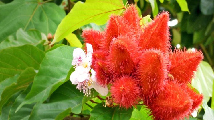 Annatto tocotrienol, a game changing solution for cardiometabolic conditions