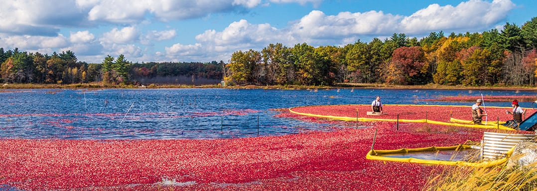 Cranberry’s A-type PACs effective in supporting urinary tract health, studies show