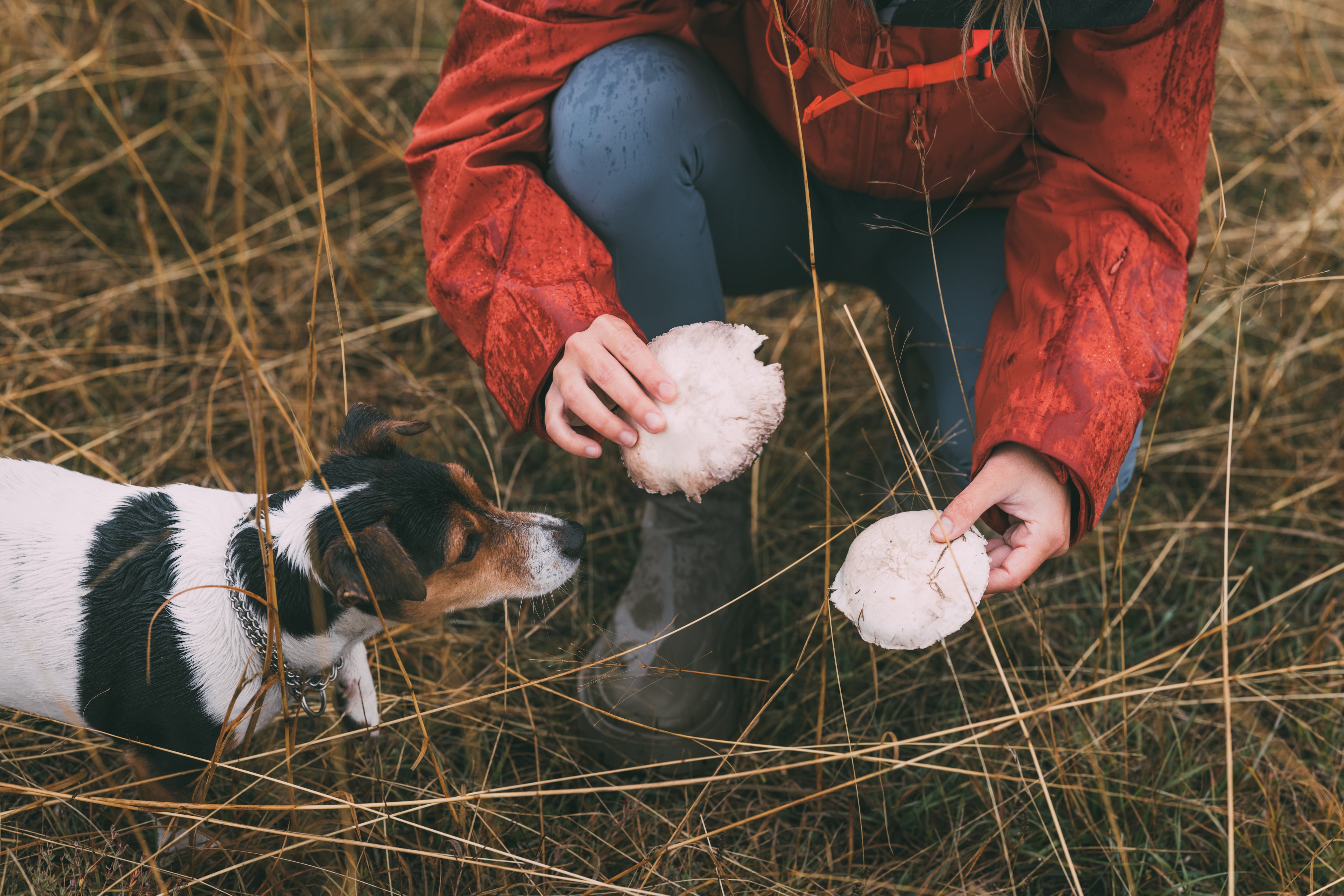 Pet mushroom consumption mimics human supplement trends