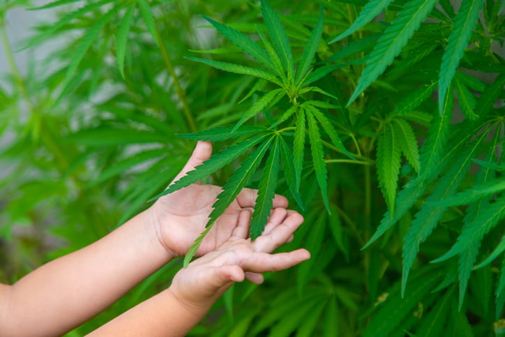 New ASA rulings target CBD for kids “grey area”