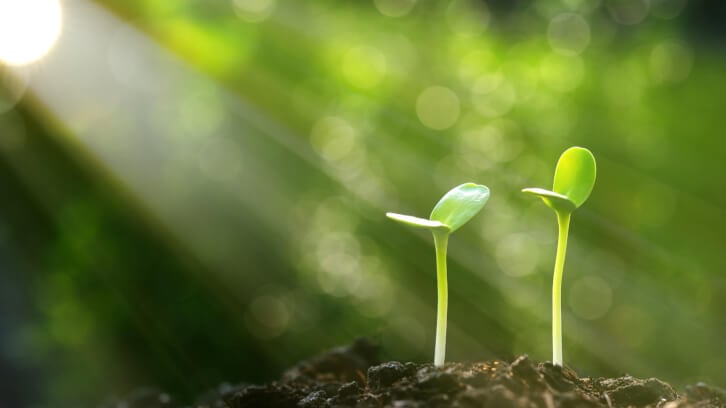 Finding delicate balance along a volatile botanical supply chain