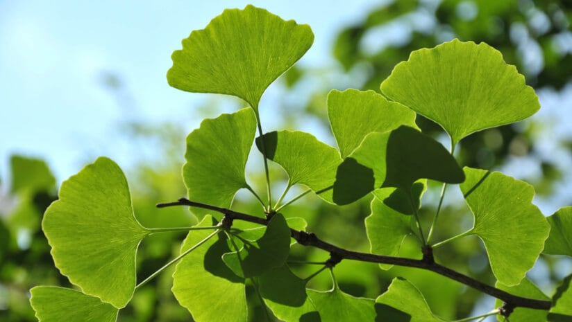 Over 50% of Ginkgo leaf extract samples may be adulterated: BAPP review