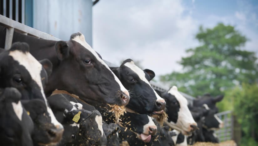 Innovative FEED Act to spur ingredient innovation