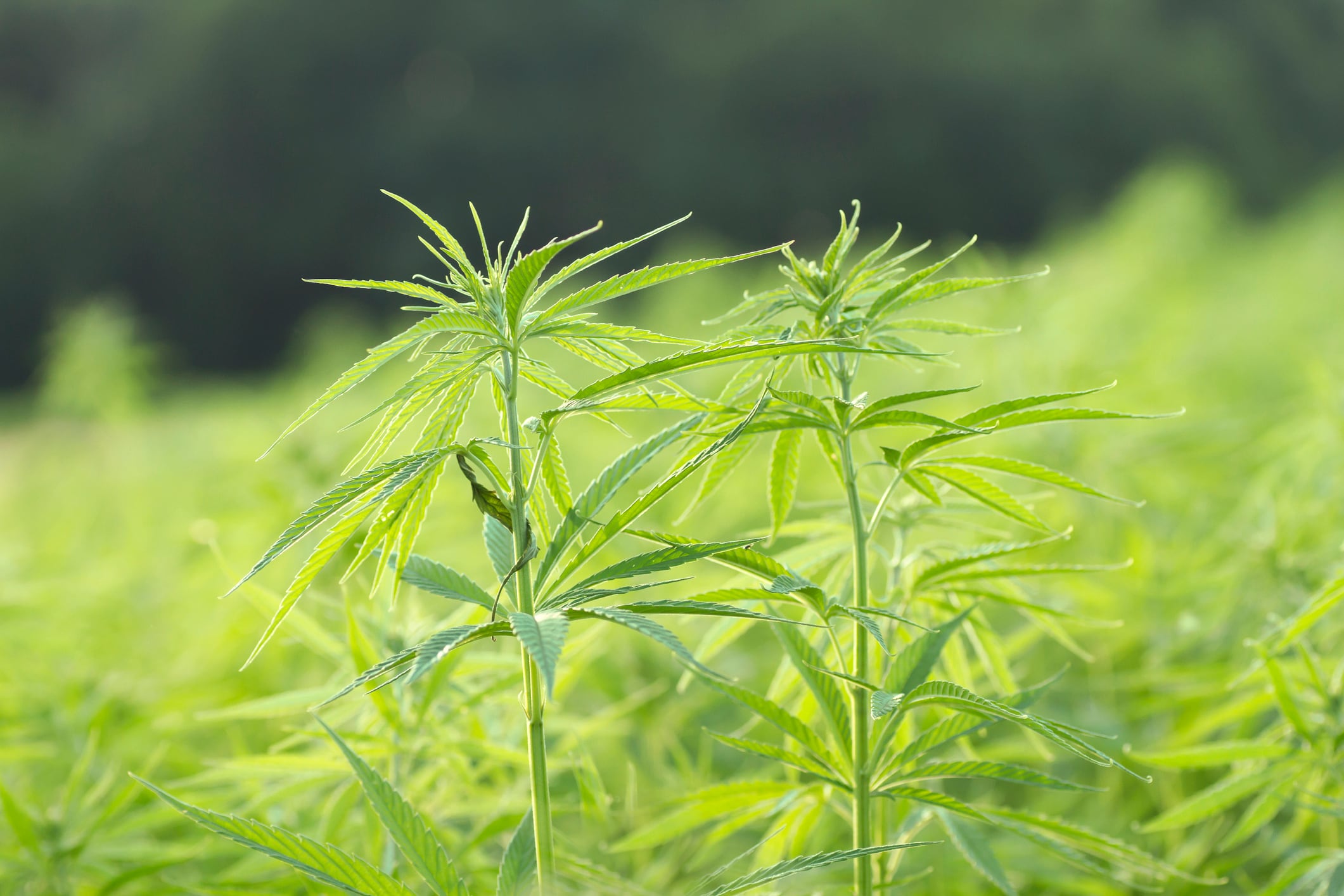 Drs Cohen & Sharfstein: Congress should pass a CBD law to strengthen NDI process