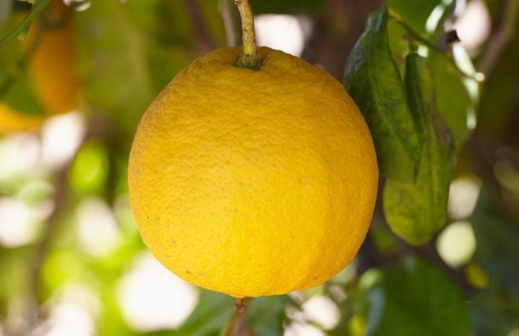 Bergamot extract may offer a natural approach to managing cholesterol 
