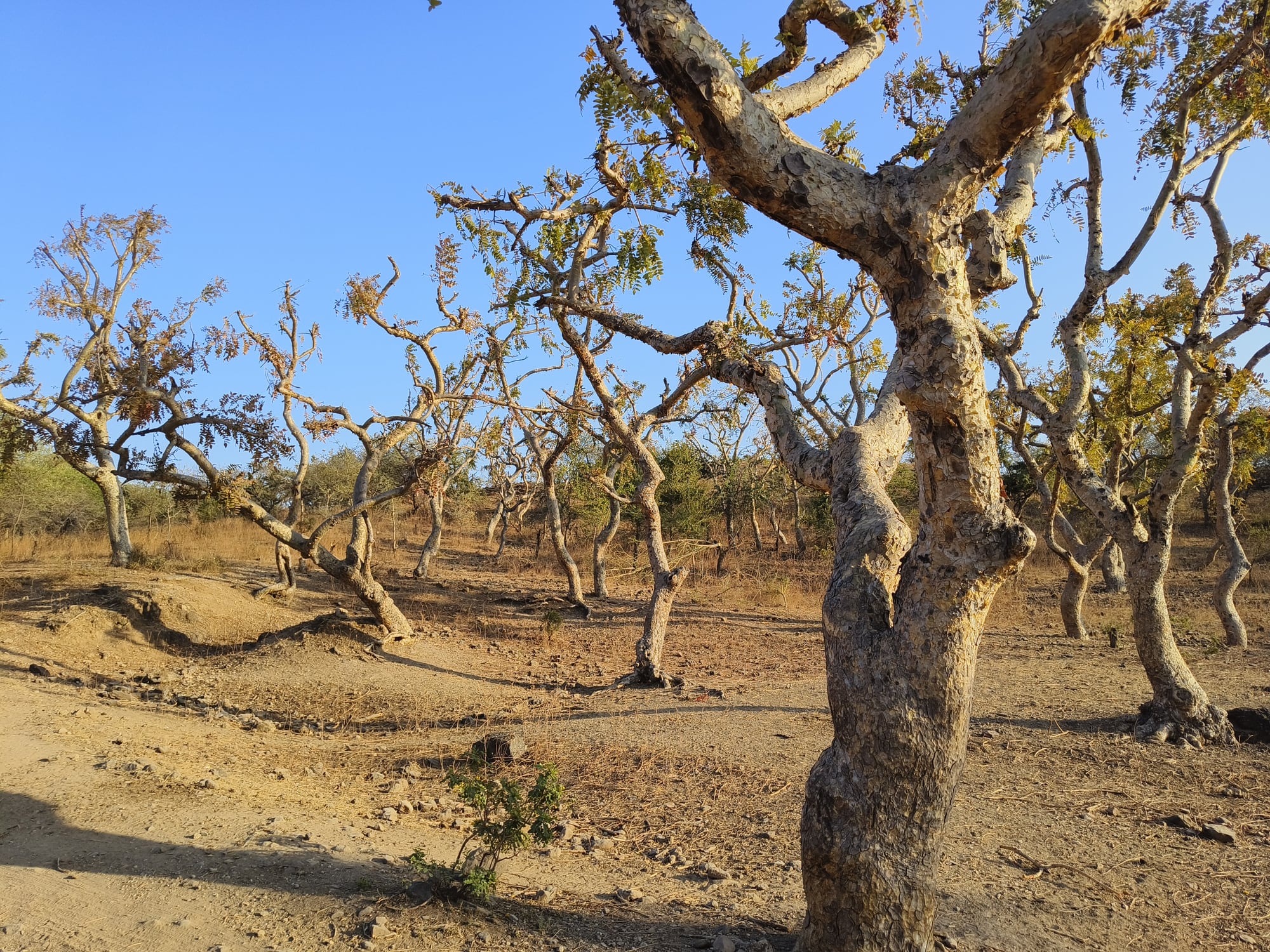 Boswellia extract may improve cartilage condition in knee joints