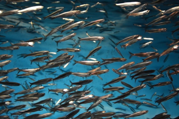 Fish oil production ‘off to a good start’ in 2025