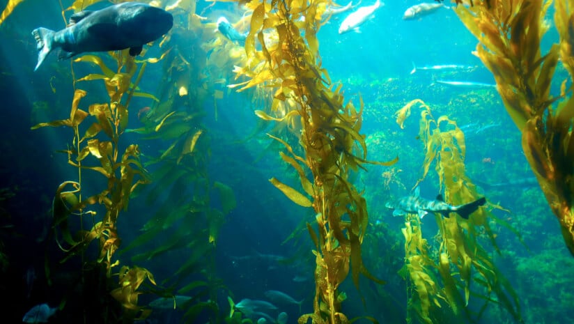 Norway’s GC Rieber advances omega-3 production via new technologies