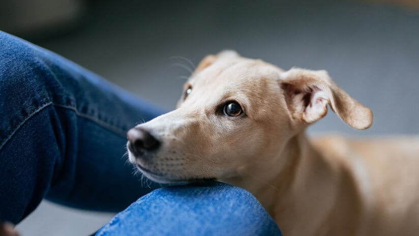 Animal Biosciences develops supplements to promote longevity in dogs