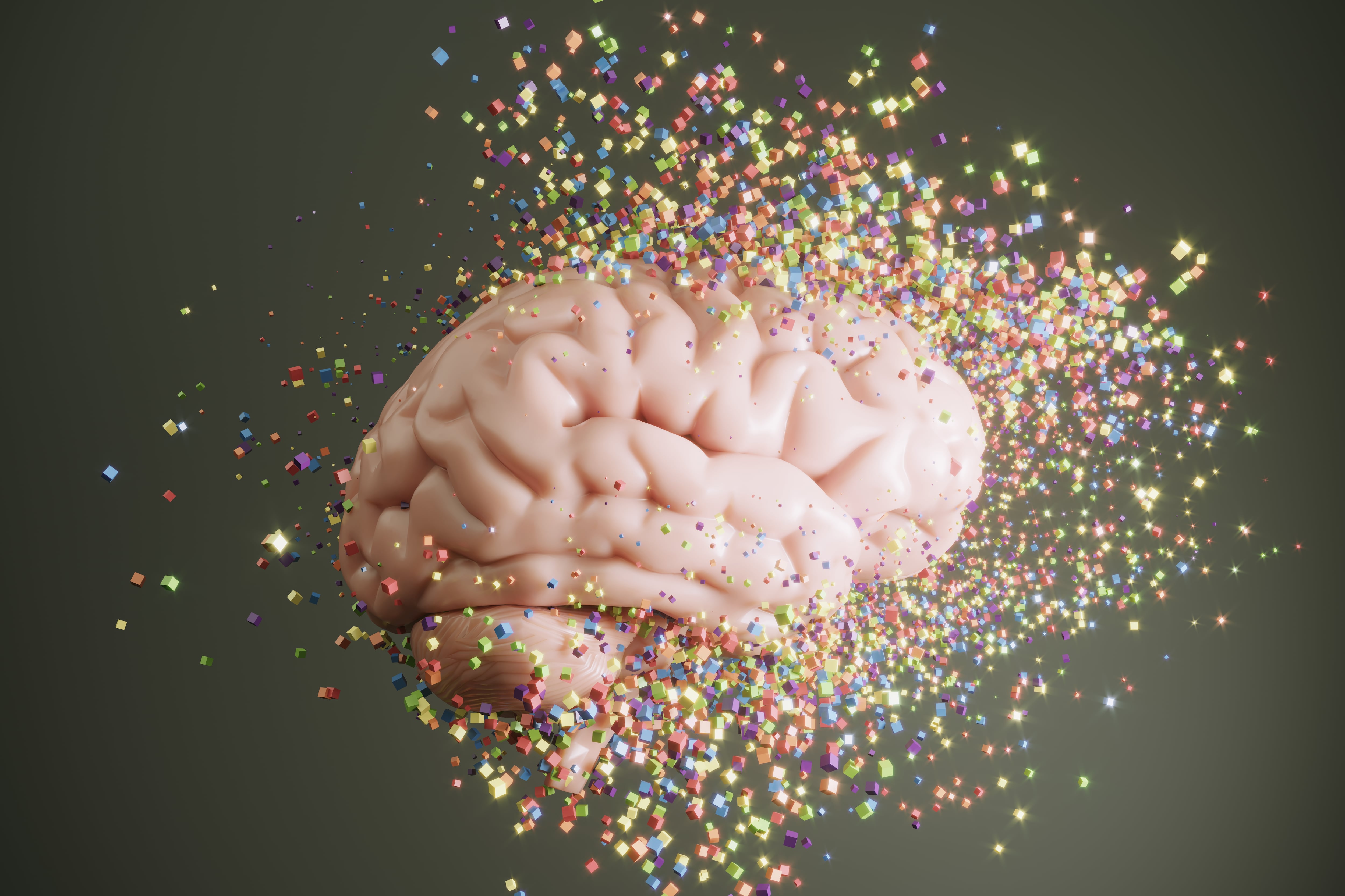Bifidobacterium probiotics may slow cognitive decline