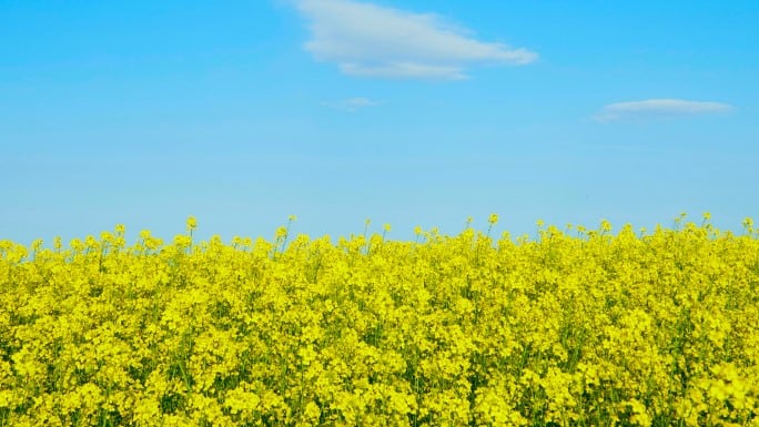 How a disruptive DHA canola can elevate food and supplement products
