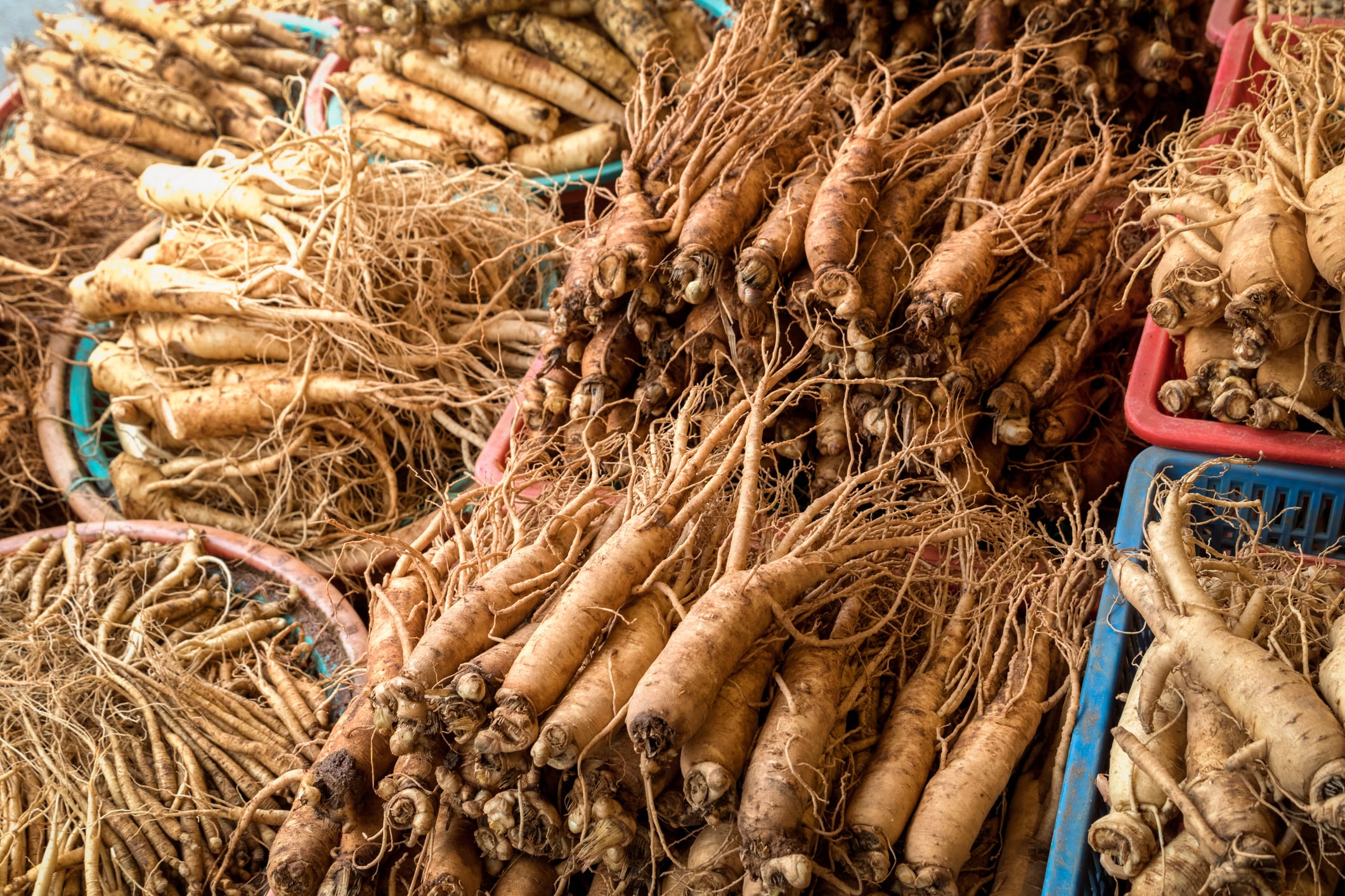Red Panax ginseng may relieve stress and improve cognitive function