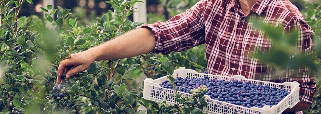 ENI’s Polyphenol-C offers additional core health benefits, studies note