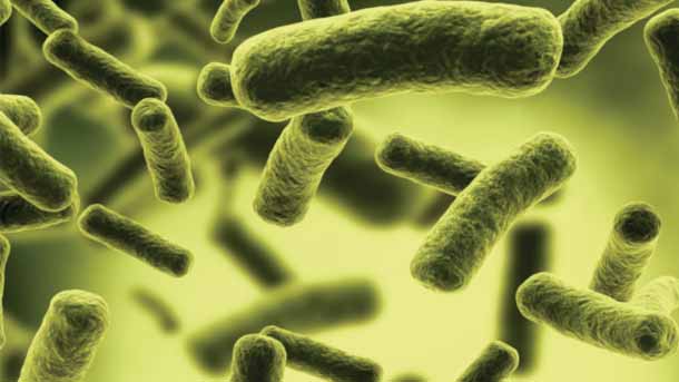 Cultivate your Probiotics Performance