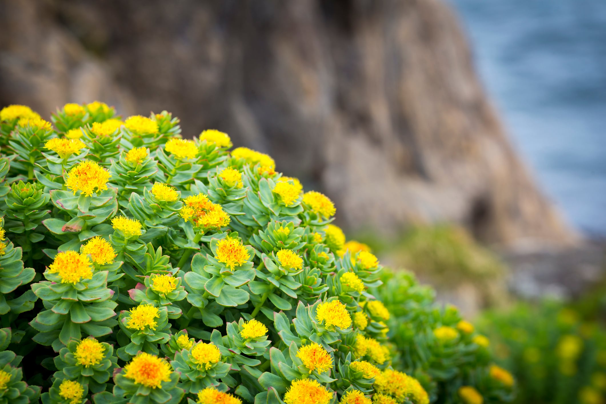 Rhodiola extract may support strength training: RCT
