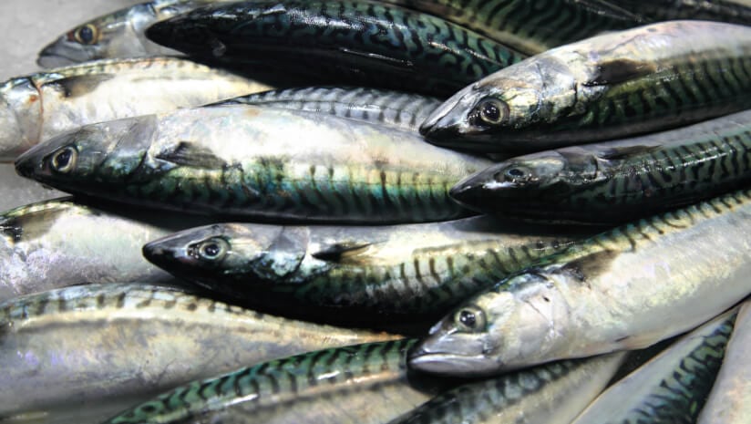 ‘Bringing a fresh face to the supplement world’: Epax explores skin health benefits of North Atlantic fish oil
