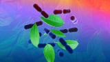 Novel probiotic herbal blend supports the gut-skin axis, study shows