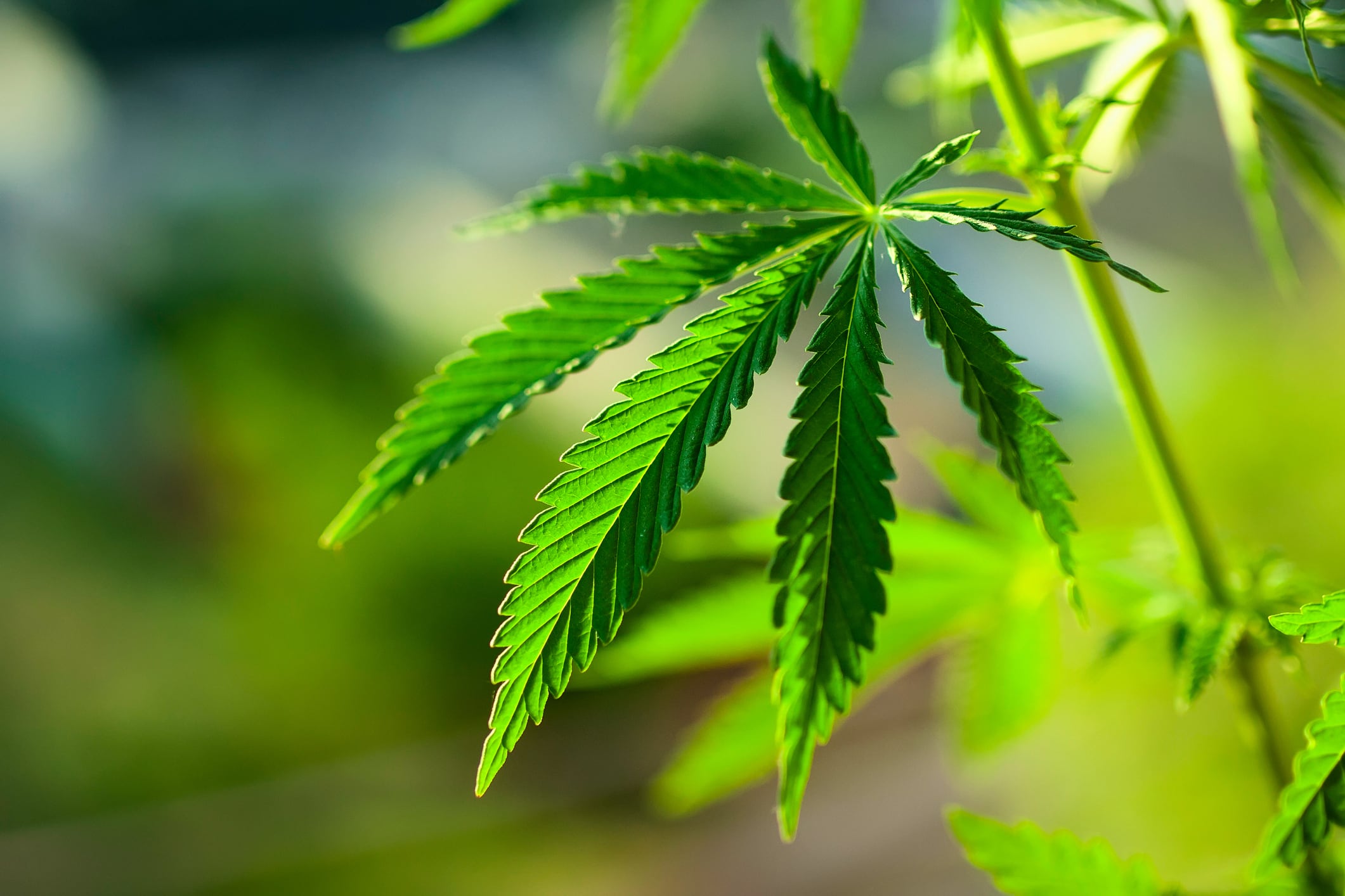 Best practices around controlling THC content will be key element of CBD debate, expert says